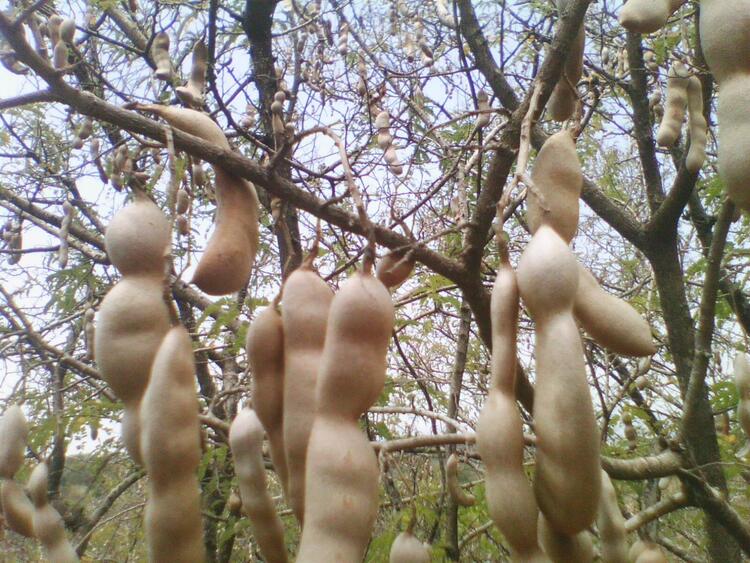Ta̱ma̱rinto